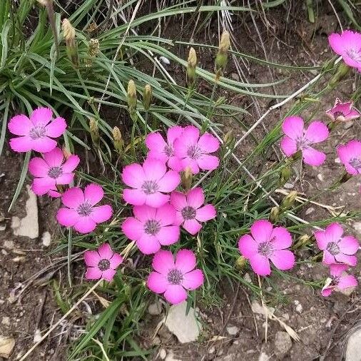 Dianthus pavonius 花