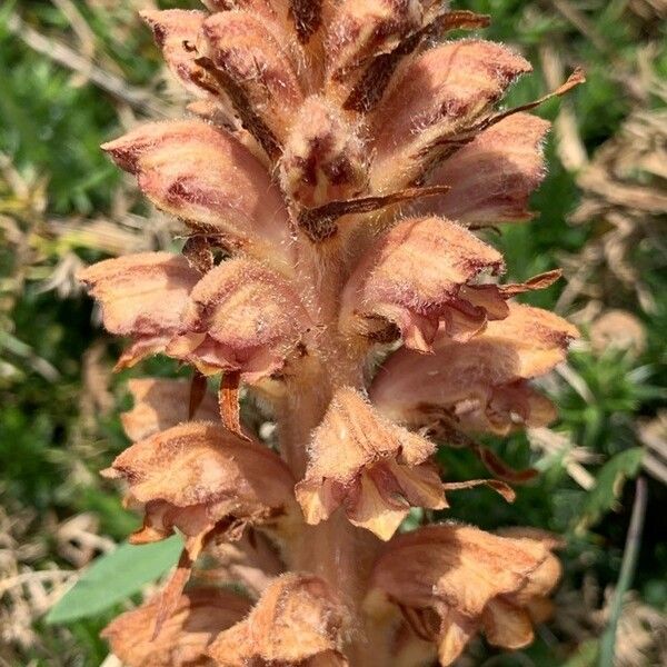 Orobanche elatior Kvet