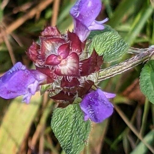 Prunella vulgaris Žiedas