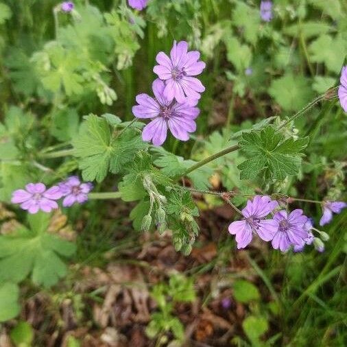 Geranium pyrenaicum Květ