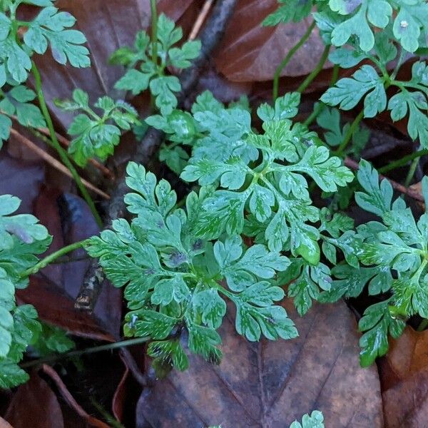 Geranium robertianum Φύλλο