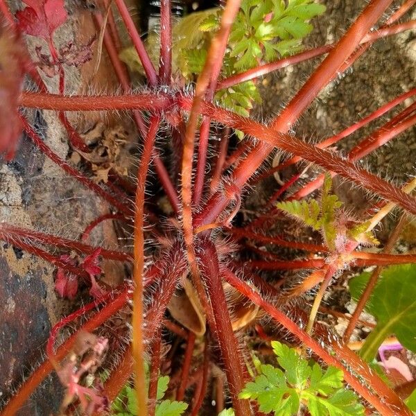 Geranium purpureum Rinde