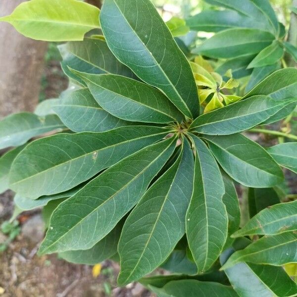 Ceiba pentandra Leaf