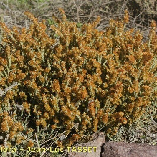 Anabasis articulata ശീലം