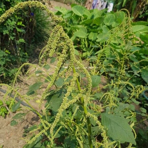 Amaranthus dubius Květ