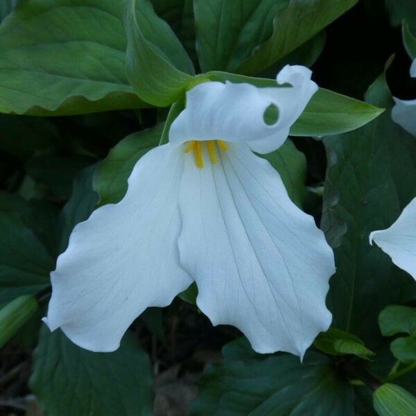 Trillium grandiflorum Floare