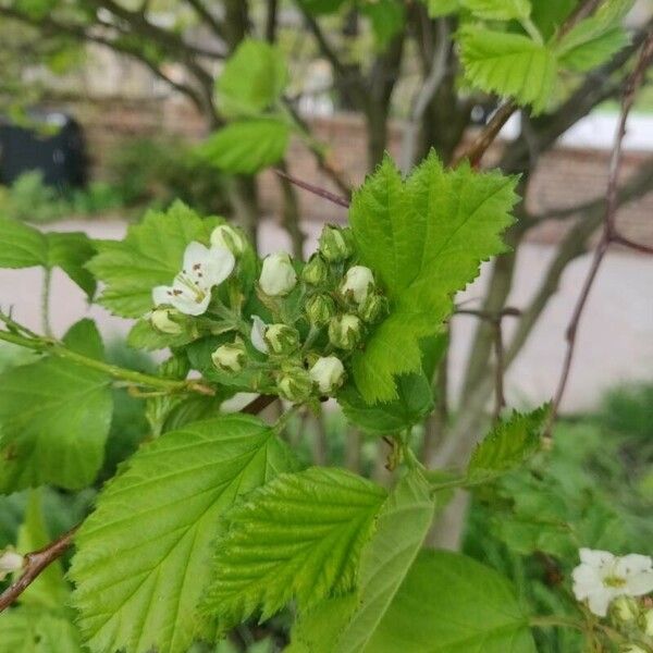 Crataegus coccinea Flower