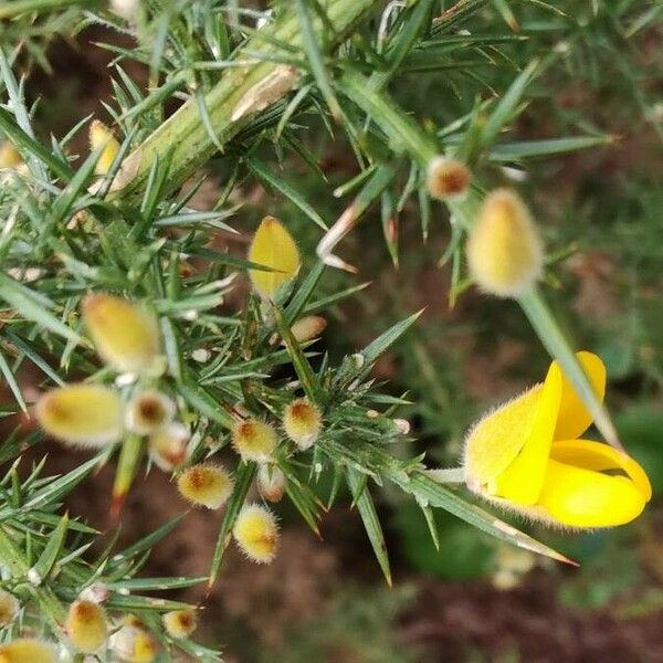 Ulex europaeus Õis