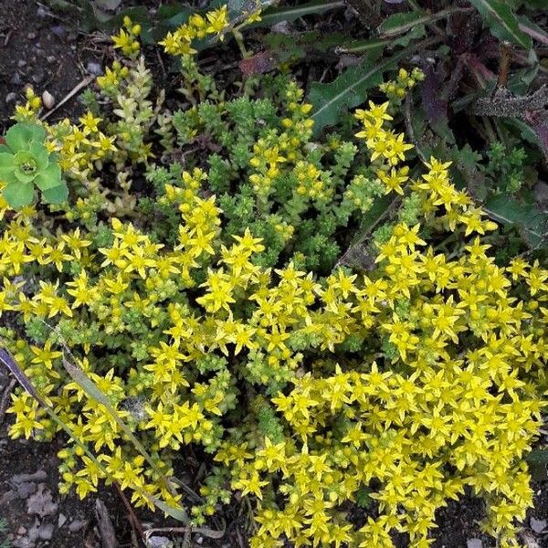 Sedum acre Flors