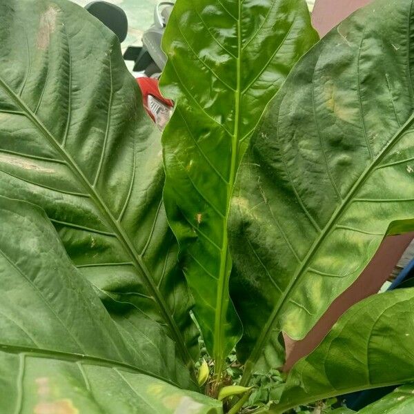 Anthurium hookeri Leaf