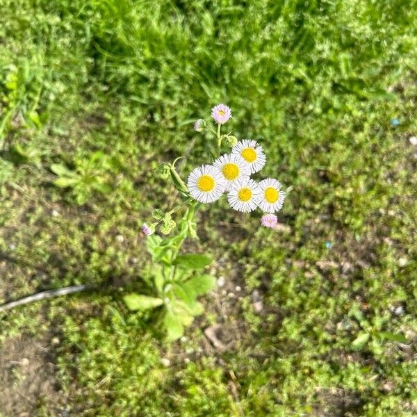 Erigeron glabellus Kukka