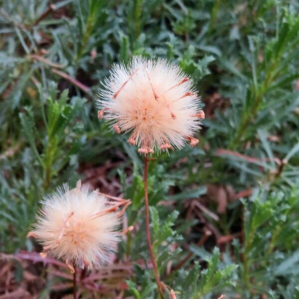 Haplopappus glutinosus Fruit