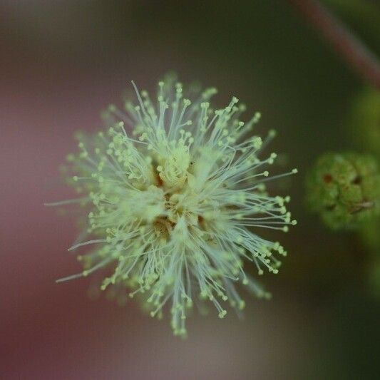 Acacia mearnsii Autre