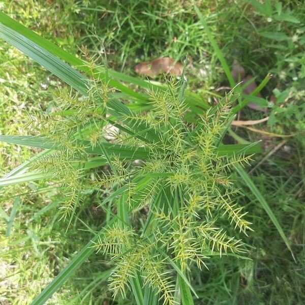 Cyperus odoratus Flor