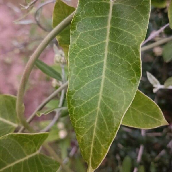 Araujia sericifera Feuille