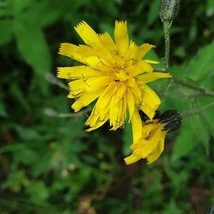 Hieracium prenanthoides Floare