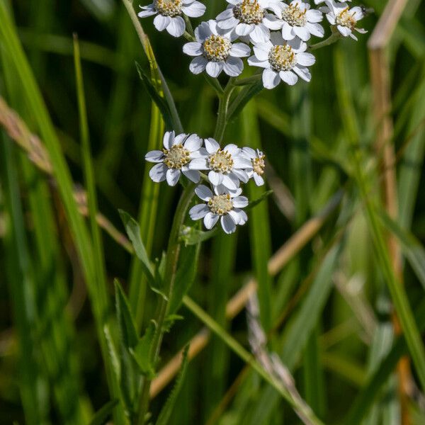 Achillea ptarmica ᱵᱟᱦᱟ