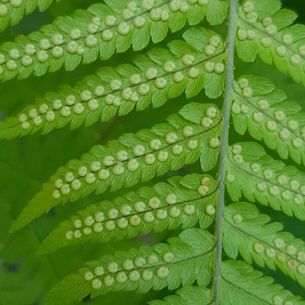 Dryopteris filix-mas फल