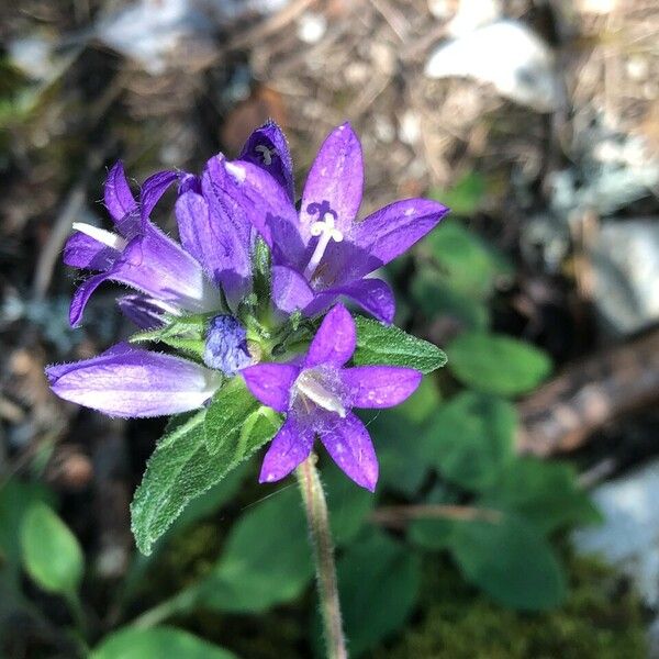 Campanula glomerata പുഷ്പം