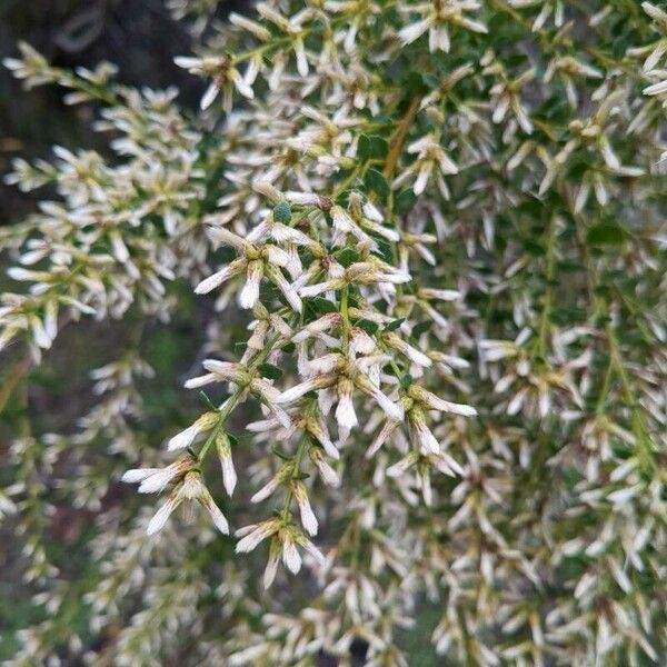 Baccharis pilularis Flower