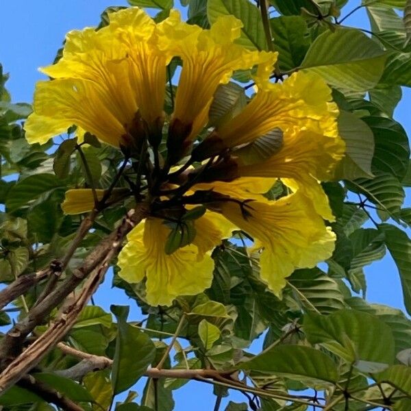 Handroanthus chrysanthus Bloem