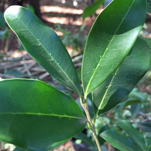 Chionanthus foveolatus Hoja