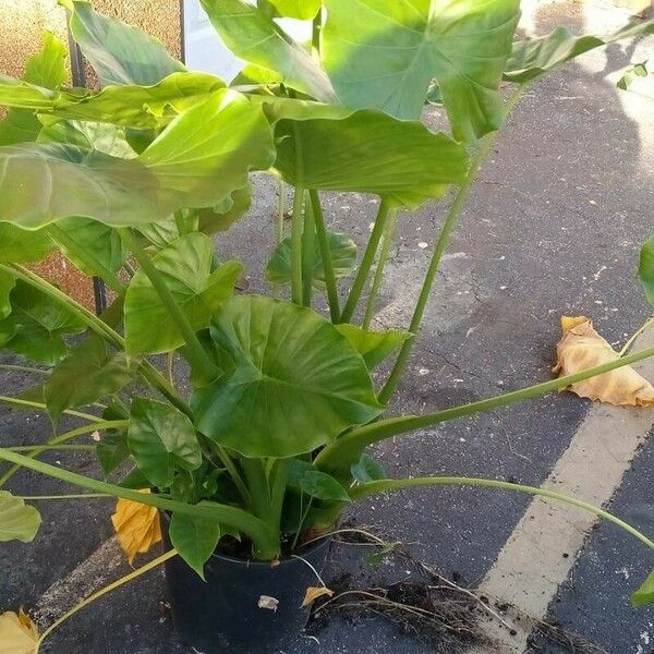 Colocasia esculenta Leaf