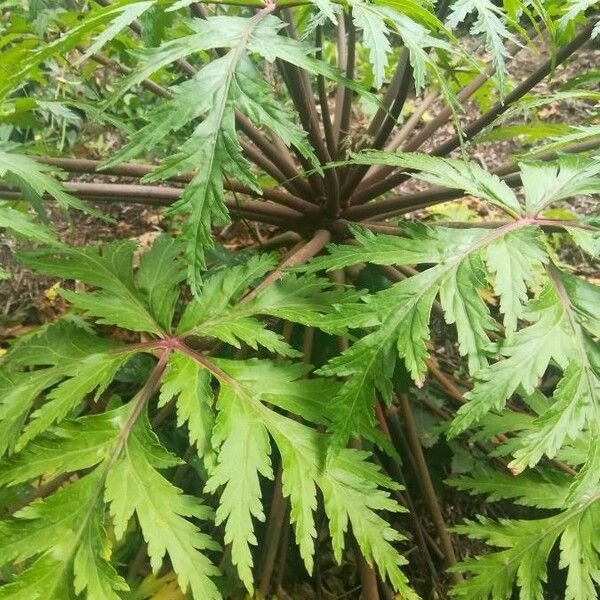 Geranium palmatum पत्ता