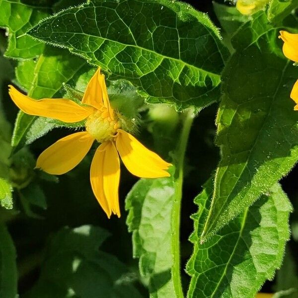 Chrysogonum virginianum Blad