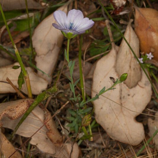 Linum bienne Leaf