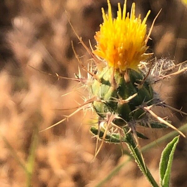 Centaurea melitensis Flower