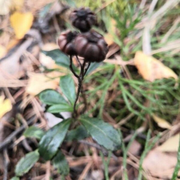 Chimaphila umbellata Fruitua