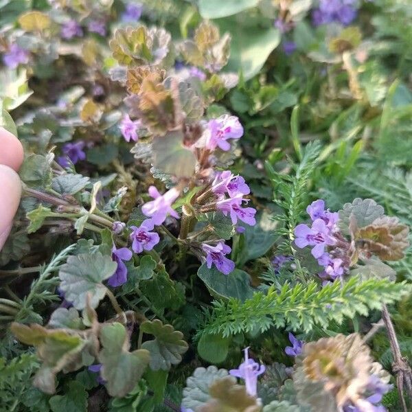 Glechoma hederacea 花