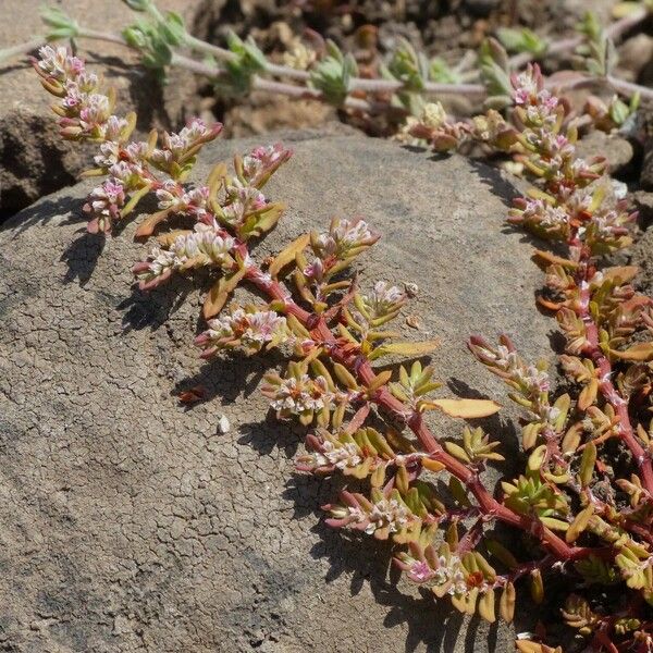 Polygonum plebeium Habitat