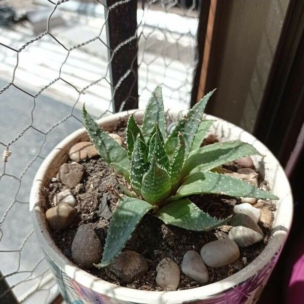 Aloe aristata 葉