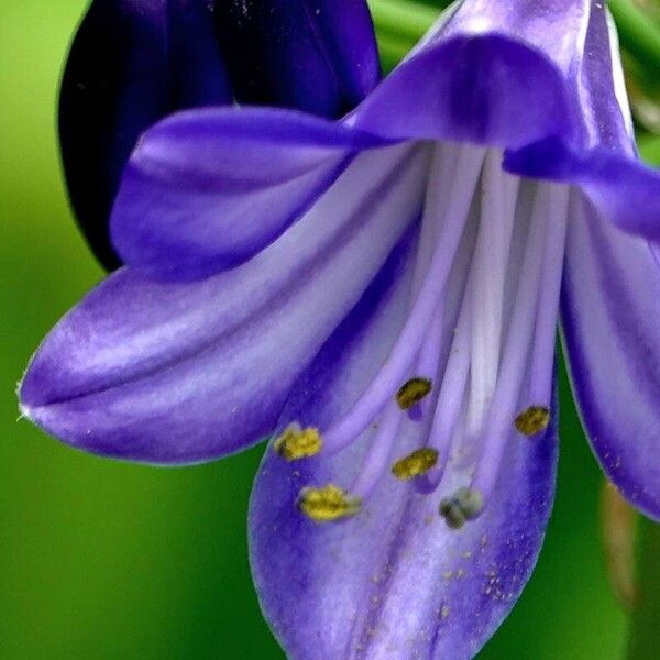 Agapanthus africanus Flors