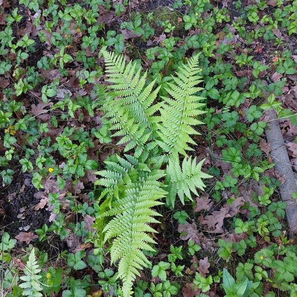 Dryopteris filix-mas Habitus