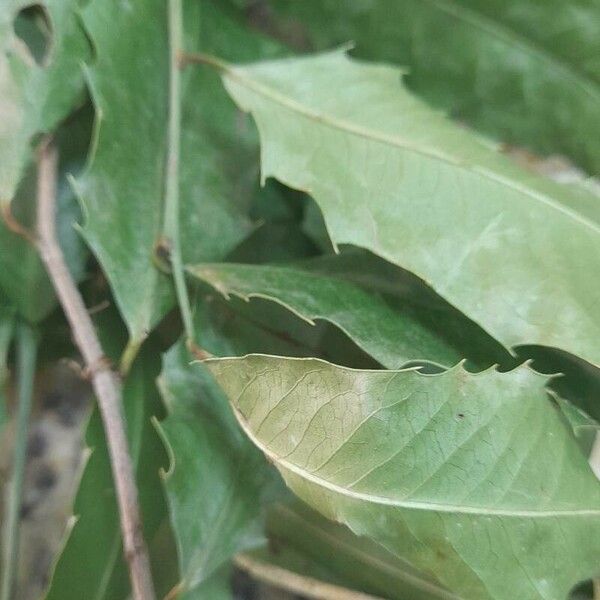 Maytenus ilicifolia Fuelha