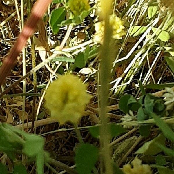 Trifolium campestre Flor