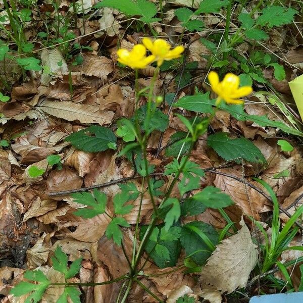 Ranunculus hispidus Habit