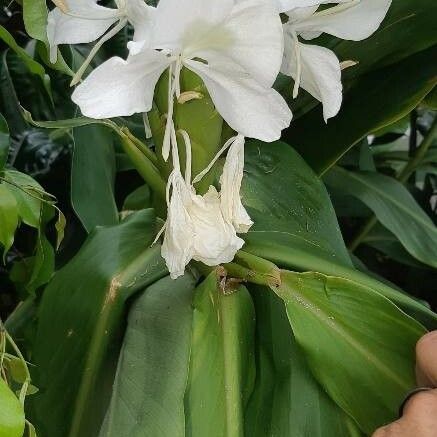 Hedychium coronarium Flor