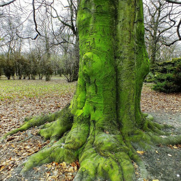 Fagus sylvatica Bark