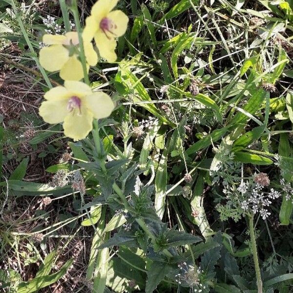 Verbascum blattaria Virág