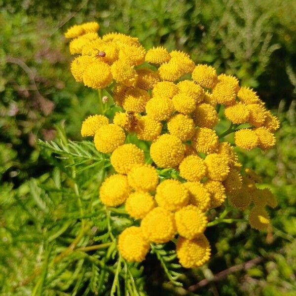 Tanacetum vulgare Kvet