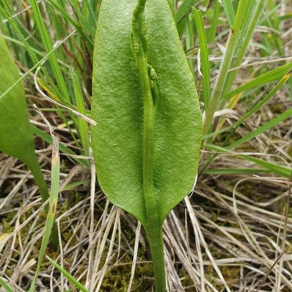 Ophioglossum vulgatum Leaf