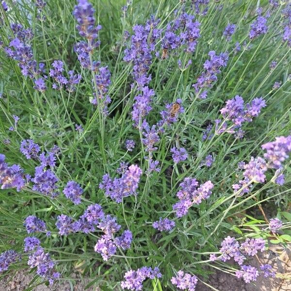 Lavandula angustifolia Buveinė