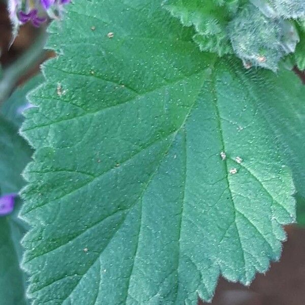 Erodium malacoides Blatt