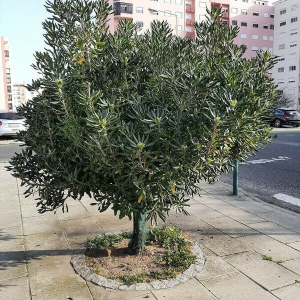 Pittosporum tobira Habitatea