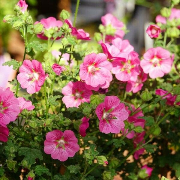 Anisodontea capensis Plante entière