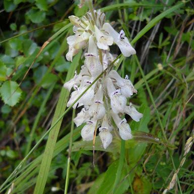 Collinsia tinctoria 花